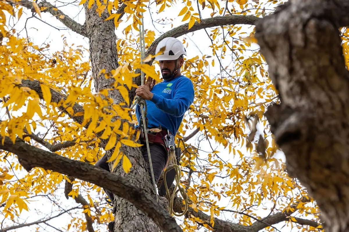 Skilled Tree Transplanting crew working in Hesperia